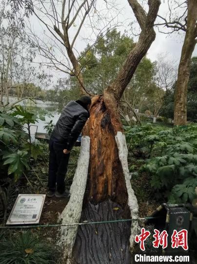 旧貌换新颜浙江杭州西湖景区为19株古树做spa