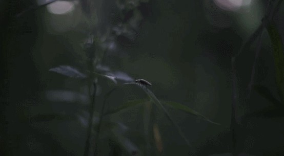 我看到萤火虫啦！就在距杭州1H这树屋山野温泉spa无边泳池